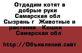 Отдадим котят в добрые руки - Самарская обл., Сызрань г. Животные и растения » Кошки   . Самарская обл.